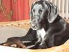 Labrador Retriever Foto: labrador- irish setter mischling (ID 10102) Labrador Retriever Hund