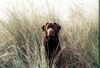 Labrador Retriever Hund