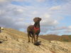 Labrador Retriever Foto: maja am see (ID 26630) Labrador Retriever Hund