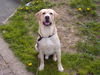 Labrador Retriever Foto: Nero (ID 31995) Labrador Retriever Hund
