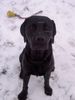 Labrador Retriever Foto: Mein Labrador (ID 10360) Labrador Retriever Hund