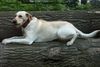 Labrador Retriever Foto: Pause.. (ID 29645) Labrador Retriever Hund