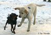 Labrador Retriever Foto: Prater (ID 28926) Labrador Retriever Hund