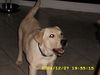 Labrador Retriever Foto: Emma, 5 Monate jung (ID 17448) Labrador Retriever Hund
