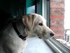 Labrador Retriever Foto: Emma, 5 Monate jung (ID 17449) Labrador Retriever Hund