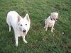 Labrador Retriever Foto: Mann, bin ich fleckig!! (ID 18222) Labrador Retriever Hund