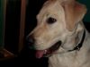 Labrador Retriever Foto: Emma, 5 Monate jung (ID 17447) Labrador Retriever Hund