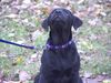 Labrador Retriever Foto: Pearl (ID 10180) Labrador Retriever Hund