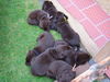 Labrador Retriever Foto: Anjou mit Geschwister (ID 39442) Labrador Retriever Hund