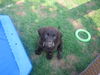 Labrador Retriever Foto: Anjou 6wochen (ID 39441) Labrador Retriever Hund