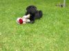 Labrador Retriever Hund