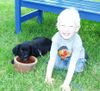 Labrador Retriever Hund
