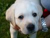 Labrador Retriever Foto: Otto nach der Sandkastenakquise (ID 38580) Labrador Retriever Hund