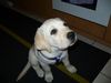 Labrador Retriever Foto: Otto mit seinem Dahinschmelzblick (ID 38856) Labrador Retriever Hund