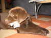 Labrador Retriever Foto (ID 32295) Labrador Retriever Hund