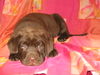 Labrador Retriever Foto (ID 32293) Labrador Retriever Hund