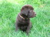 Labrador Retriever Foto (ID 32294) Labrador Retriever Hund