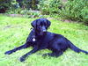 Labrador Retriever Hund