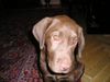 Labrador Retriever Foto: DELIA (ID 16689) Labrador Retriever Hund