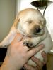 Labrador Retriever Foto: Phoebe - 13 Tage alt (ID 10051) Labrador Retriever Hund