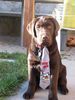 Labrador Retriever Hund