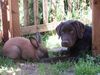 Labrador Retriever Hund