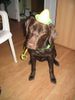 Labrador Retriever Foto: Pinoccio (ID 8554) Labrador Retriever Hund