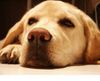 Labrador Retriever Hund