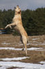 Labrador Retriever Foto: Labrador Retriever Punch (ID 31182) Labrador Retriever Hund