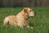 Labrador Retriever Foto: Labrador Retriever Punch (ID 31183) Labrador Retriever Hund