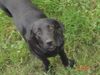 Labrador Retriever Foto: Galaxia :) (ID 14694) Labrador Retriever Hund