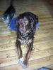 Labrador Retriever Foto: Mahlzeit is Mittach !! (ID 27825) Labrador Retriever Hund
