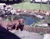 Labrador Retriever Foto: Ralley 9 wochen alt ,Labbi-Bordeauxdogge (ID 27827) Labrador Retriever Hund