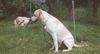 Labrador Retriever Foto: gleich beginnt das hundetraining (ID 8887) Labrador Retriever Hund