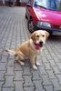 Labrador Retriever Foto: Das ist Reika mit ca 9 Monaten (ID 6097) Labrador Retriever Hund