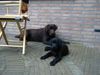 Labrador Retriever Hund