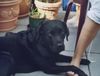 Labrador Retriever Hund