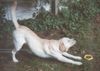 Labrador Retriever Hund