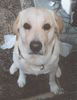 Labrador Retriever Hund