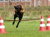 Labrador Retriever Foto: Auch ein langweiliger Labbi kann manchmal sportlich sein. (ID 40290) Labrador Retriever Hund