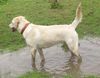 Labrador Retriever Foto: Ostfriesischer Schlammhund (ID 37625) Labrador Retriever Hund