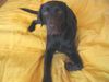 Labrador Retriever Foto: sehr Fotogen die Elli (ID 8534) Labrador Retriever Hund
