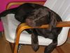 Labrador Retriever Foto: Elli in ihrem Stuhl (ID 8555) Labrador Retriever Hund