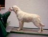 Labrador Retriever Foto: Hündin Sibella of the hellacious Acres (ID 6341) Labrador Retriever Hund