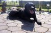 Labrador Retriever Hund