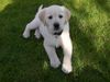 Labrador Retriever Hund