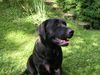 Labrador Retriever Hund