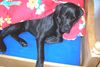 Labrador Retriever Foto: so gefällt es mir (ID 31227) Labrador Retriever Hund