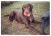 Labrador Retriever Hund