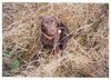 Labrador Retriever Hund